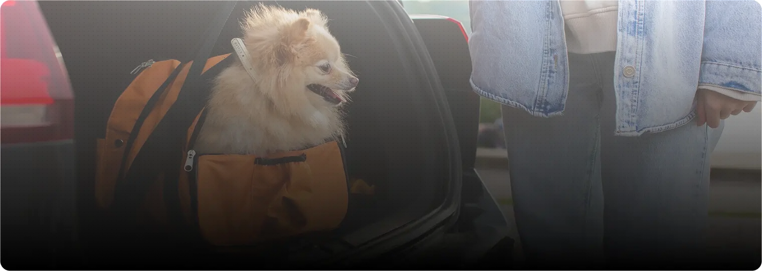 JoJo Pets Case Study